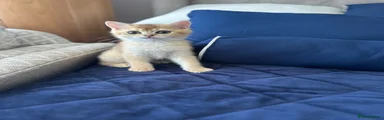 British Shorthair 6