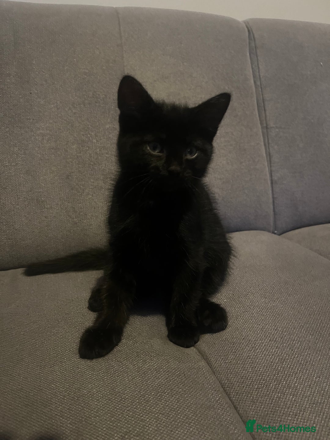 British Shorthair cats for sale: Black and white kittens! - Image 4