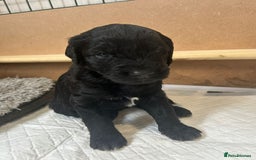 Mixed Breed dogs for sale: Gordondoodle  - Image 7