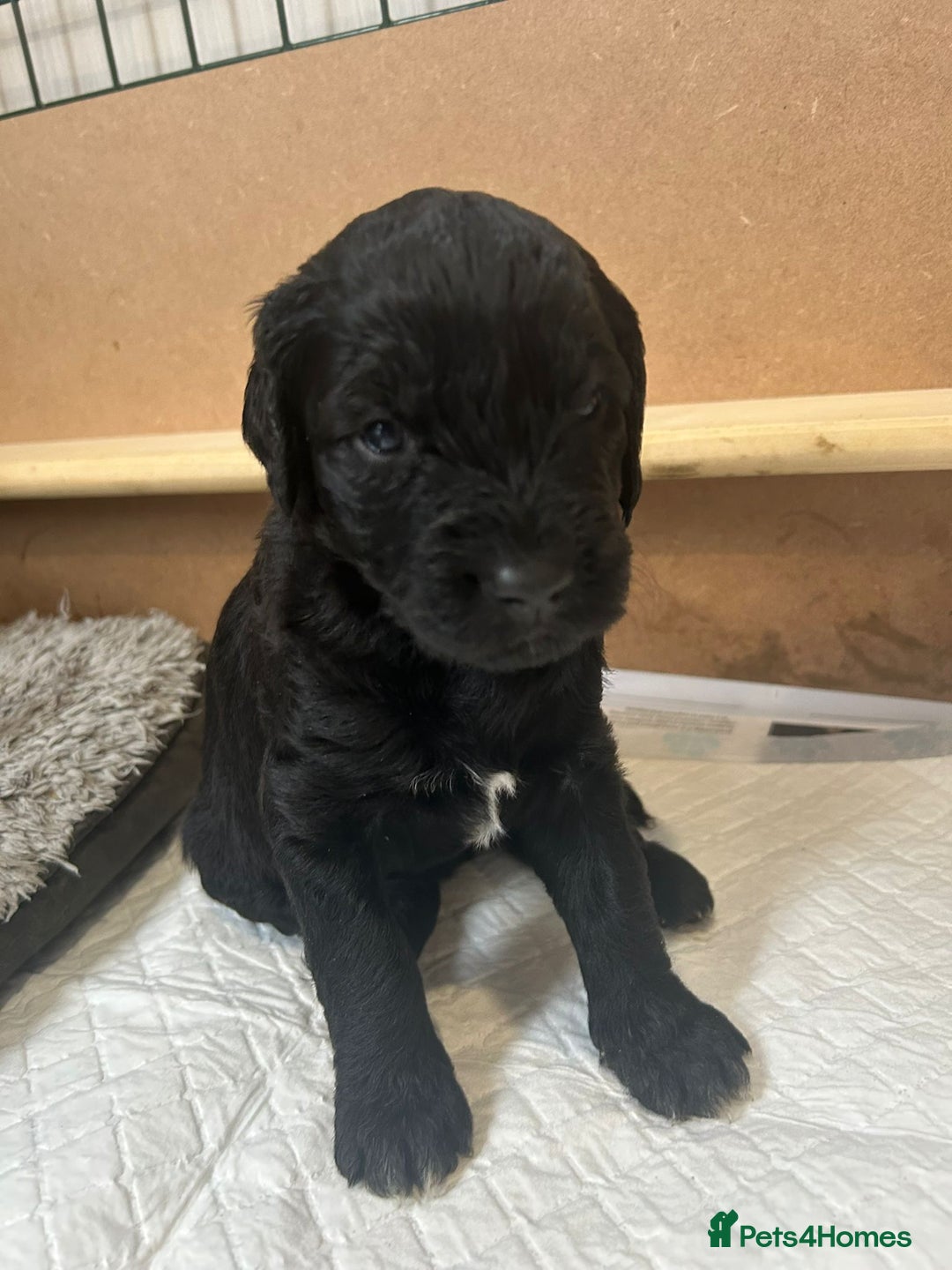 Mixed Breed dogs for sale: Gordondoodle  - Image 7