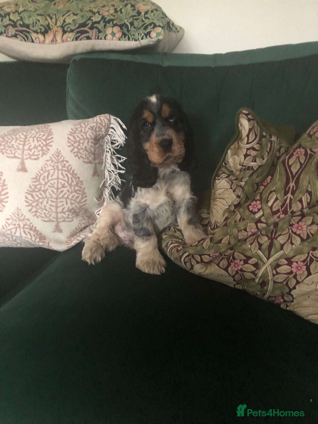 Cocker Spaniel dogs for sale: Cocker Spaniel - Show type - the calm type - Image 24