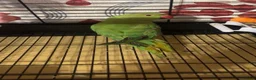 Ringnecks birds for sale: Indian ringneck  - Advert 2