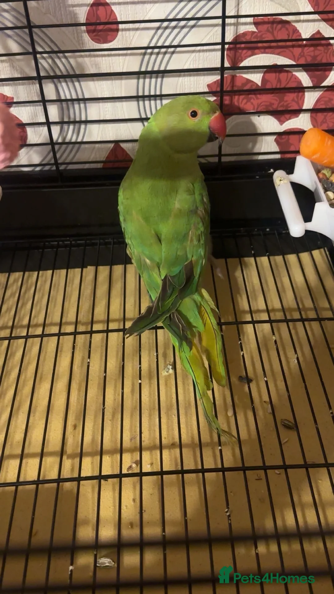 Ringnecks birds for sale: Indian ringneck  - Advert 2