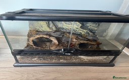 Tarantulas invertebrates for sale: Mix of tarantulas - Image 6