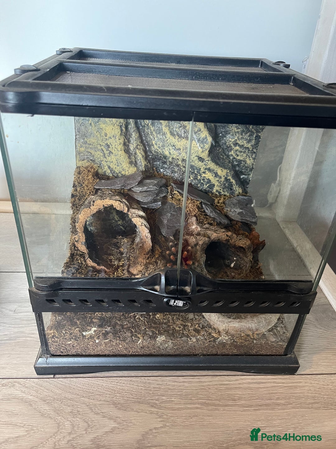 Tarantulas invertebrates for sale: Mix of tarantulas - Image 6