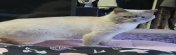 British Shorthair cats for sale: GCCF ACTIVE LILAC COLOURP BRITISH SHORT HAIR MALE  - Advert 2