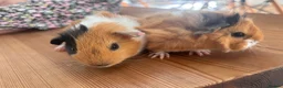 Guinea Pig rodents for sale:  Gorgeous Baby Guinea Pigs - Advert 4