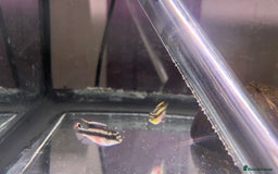Cichlids fish for sale: Kribensis cichlid  - Image 2