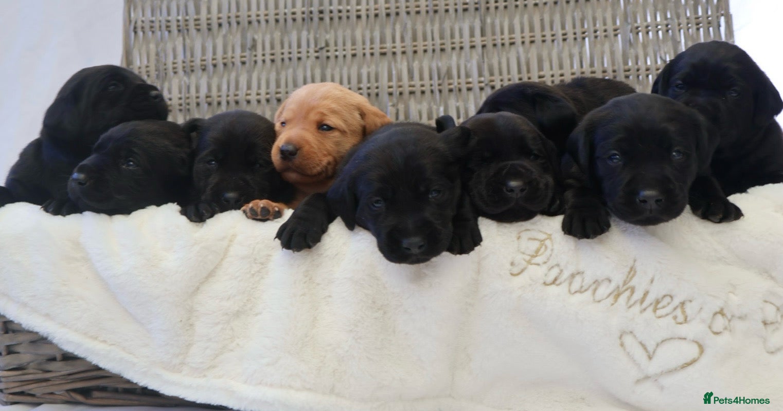 Labrador Retriever dogs KC Labrador Puppies - Licensed Breeder  - Advert 2