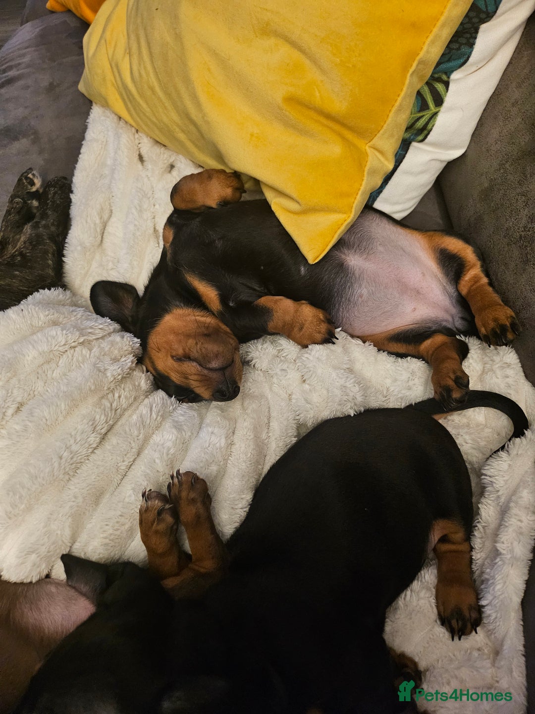 Dachshund dogs for sale: Last little dachshund girl - Image 4
