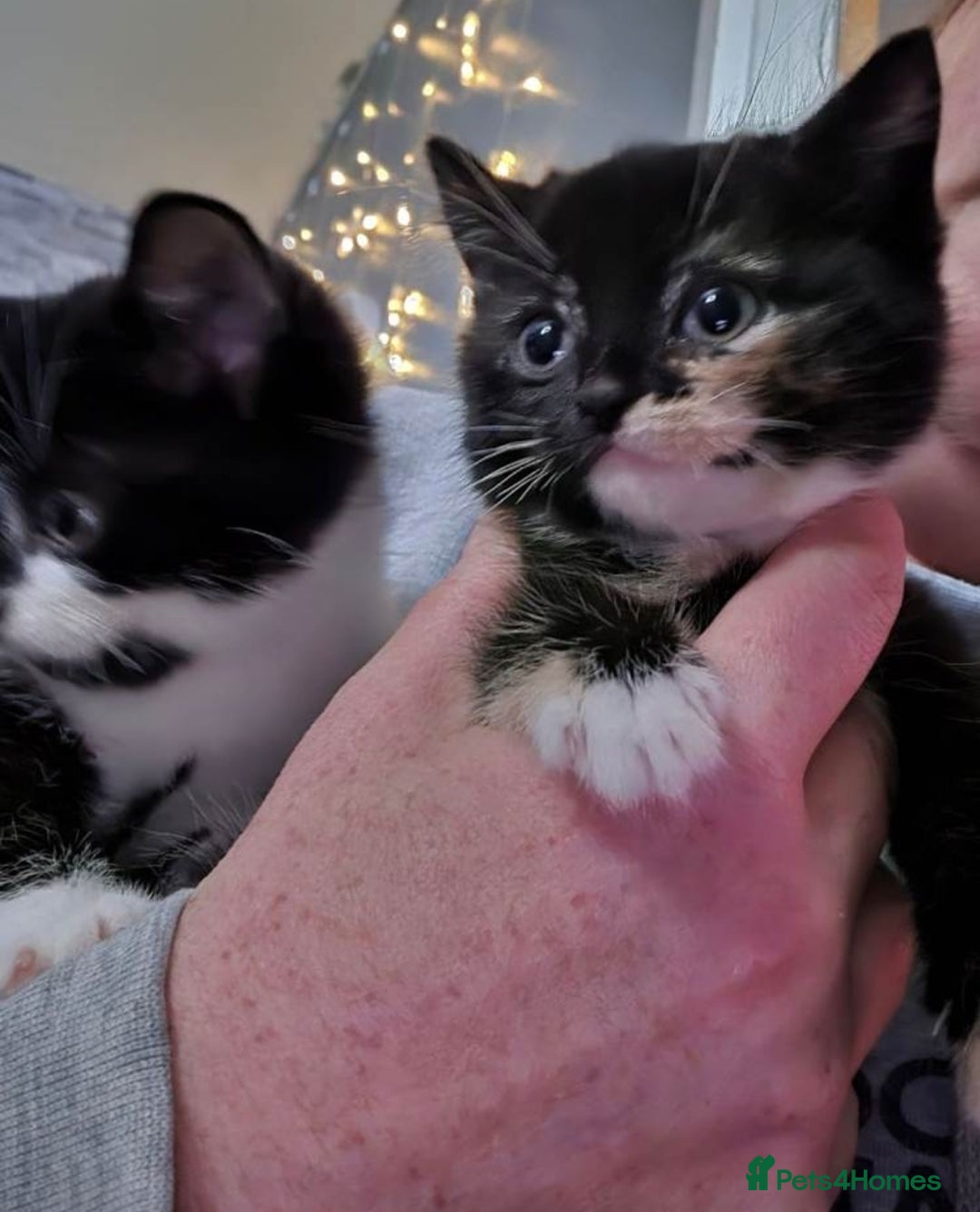 Mixed Breed cats for sale: Kittens ready now 🎁  - Advert 5