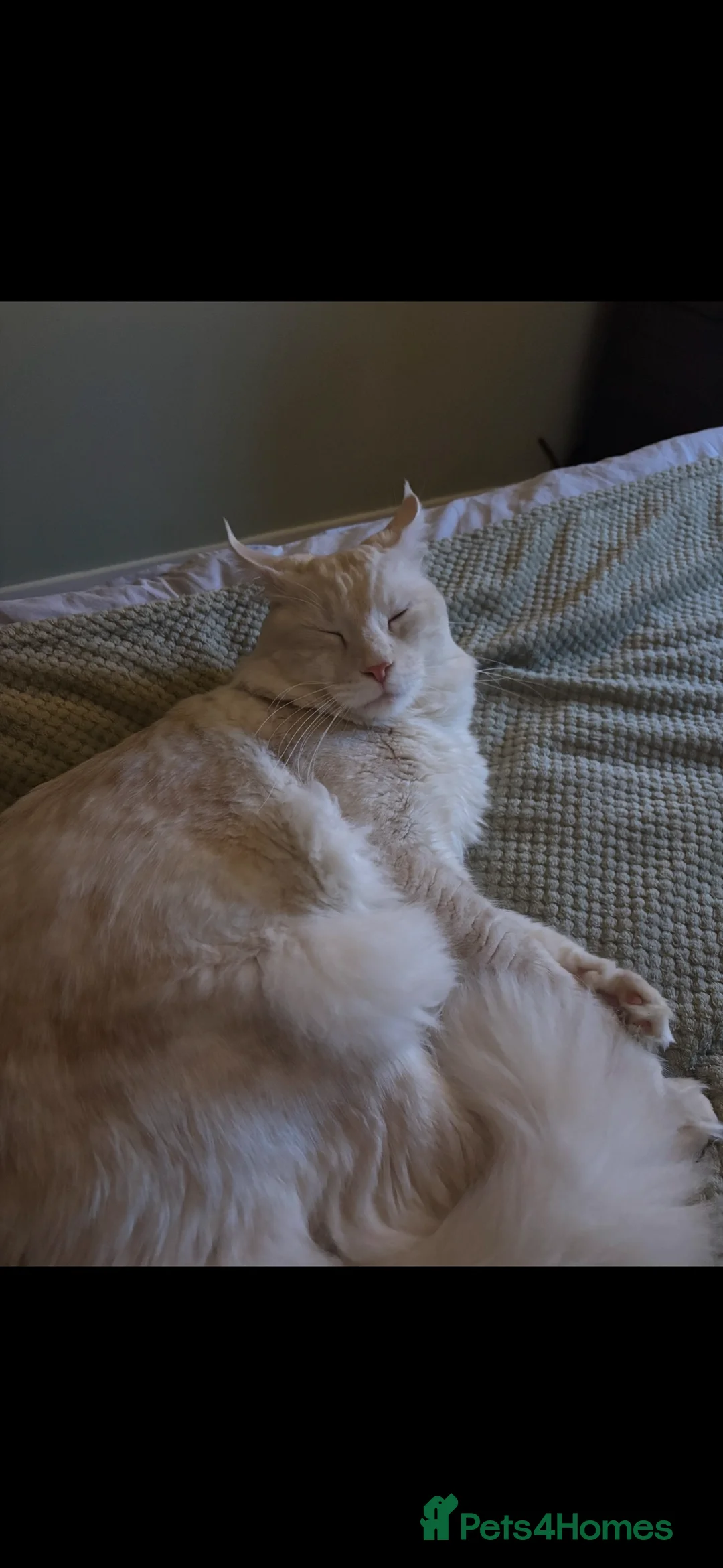 Maine Coon cats for sale: Maine Coon cream male in Peterborough - Advert 3