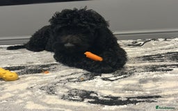 Mixed Breed dogs for sale: Beautiful labradoodle cross bernadoodle - Image 3