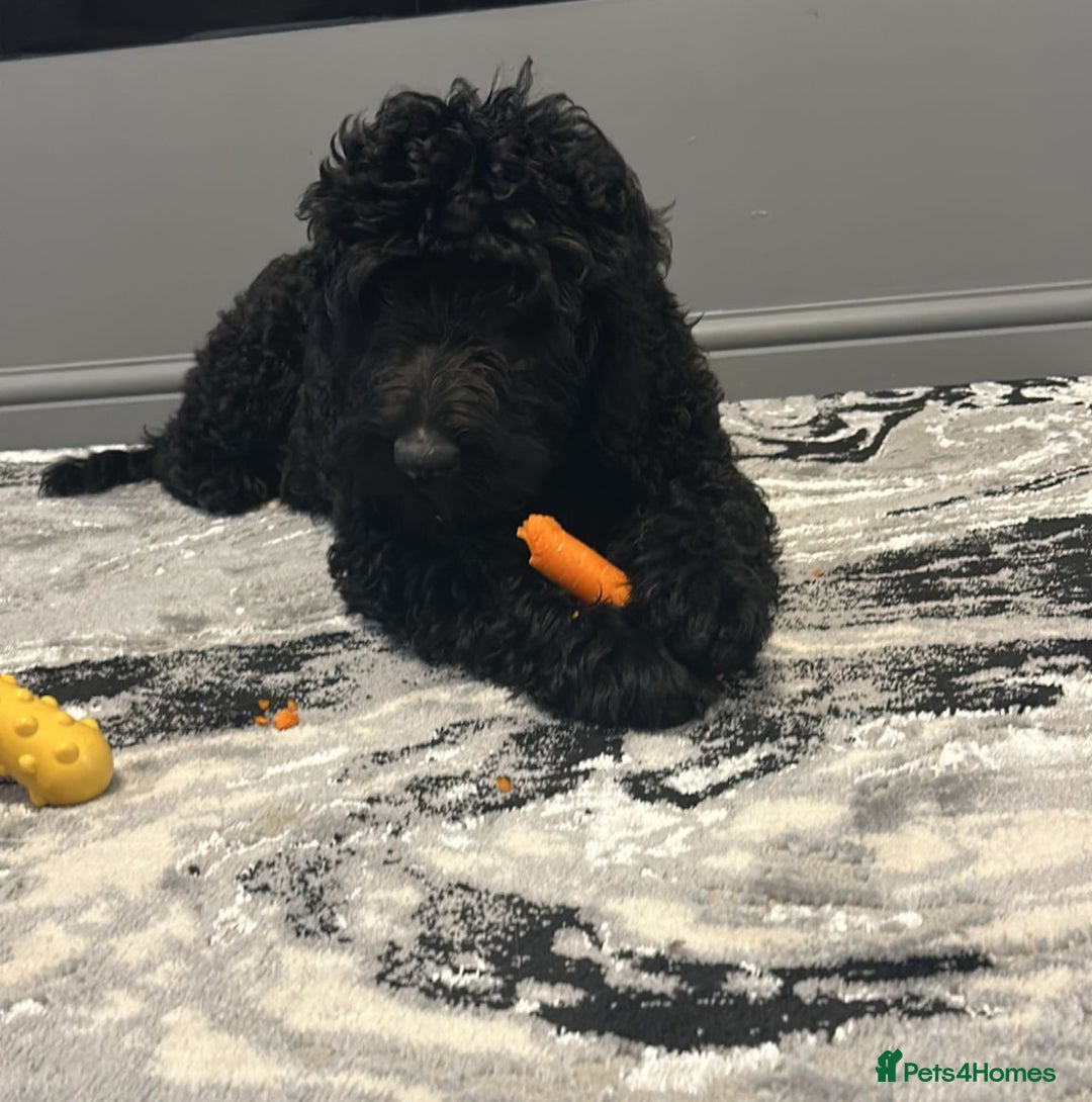 Mixed Breed dogs for sale: Beautiful labradoodle cross bernadoodle - Image 3