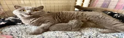 British Shorthair cats for sale: Adult British Blue's Available - Advert 6