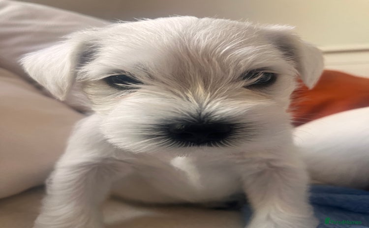 Miniature Schnauzer dogs - Advert 1