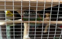 Conures birds for sale: Female conure - Advert 1