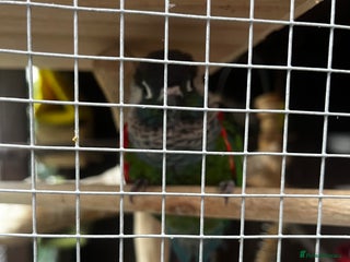 Conures birds Female conure - Advert 4