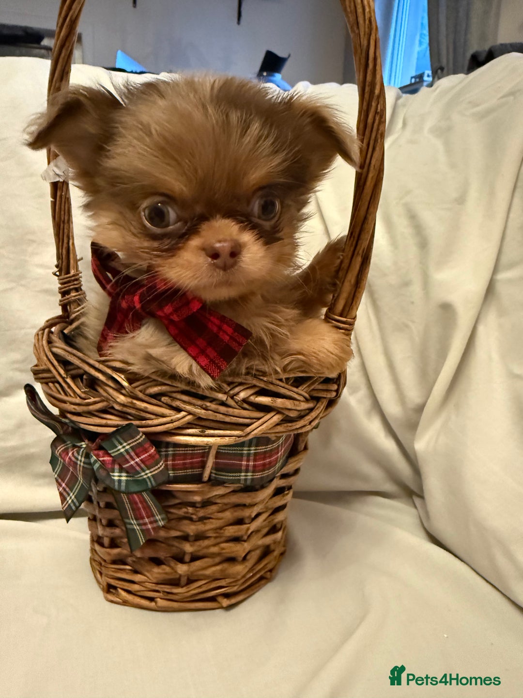 Chihuahua dogs for sale: Long coated Chihuahuas *super rare! - Advert 8