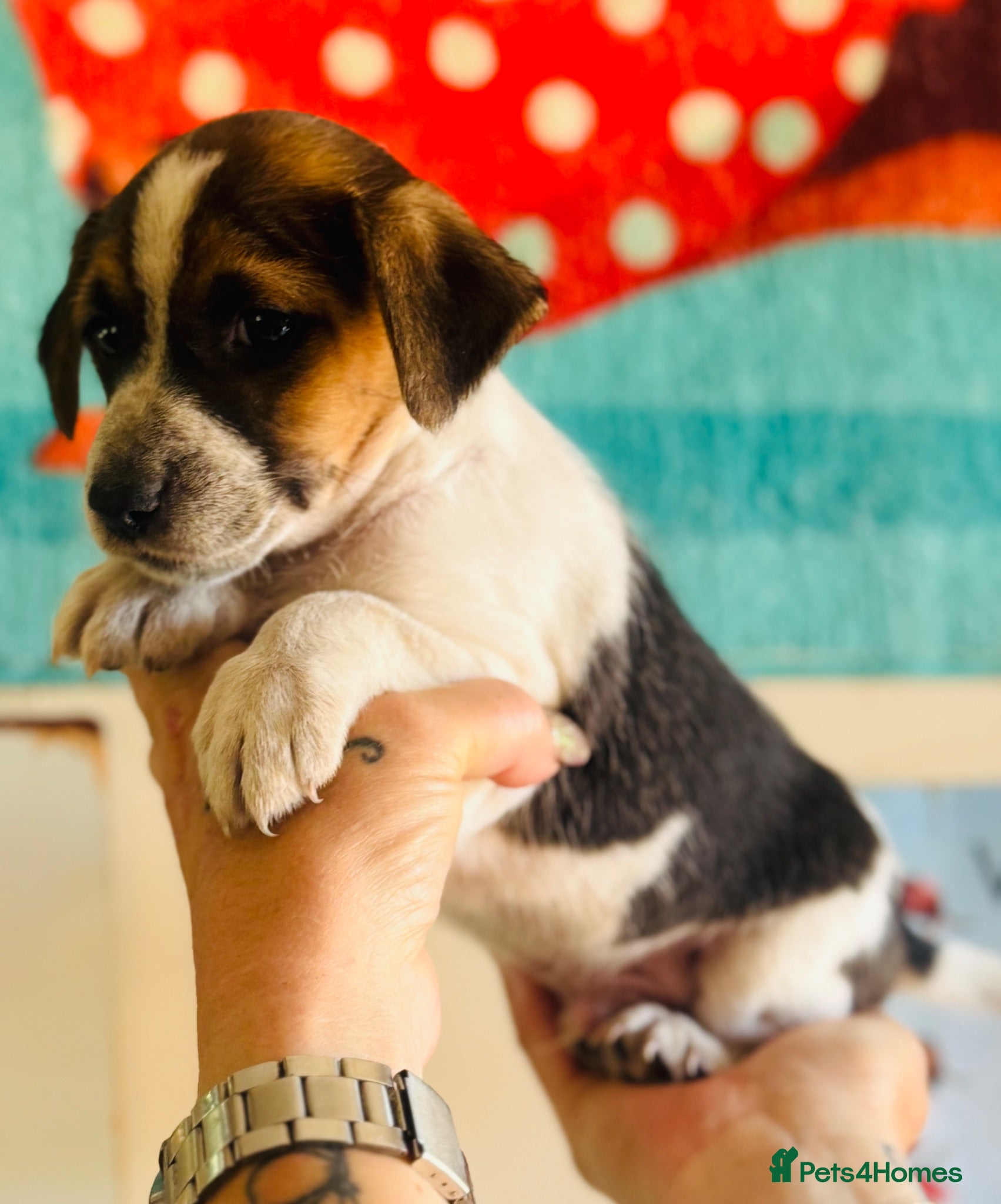 Jack Russell dogs A good Old Fashioned JR ❤️ - Advert 1