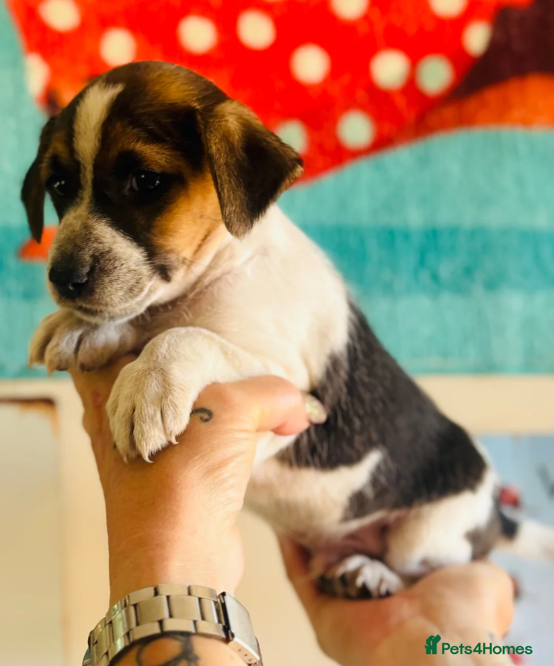 Jack Russell dogs for sale: A good Old Fashioned JR ❤️ - Advert 1