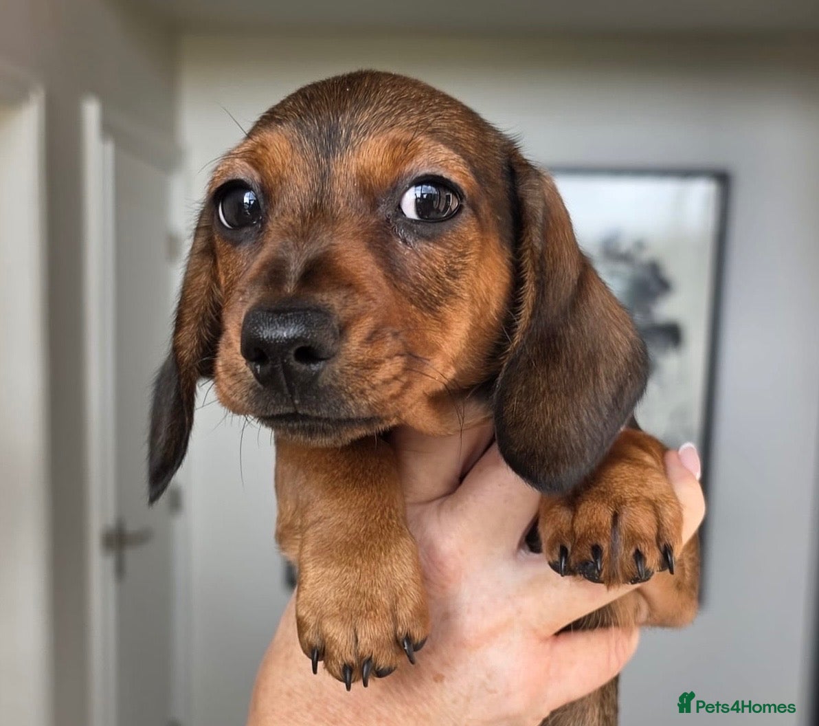 Miniature Dachshund dogs ⭐️REDUCED ⭐️ Beautiful KC Registered puppy bitch - Advert 13