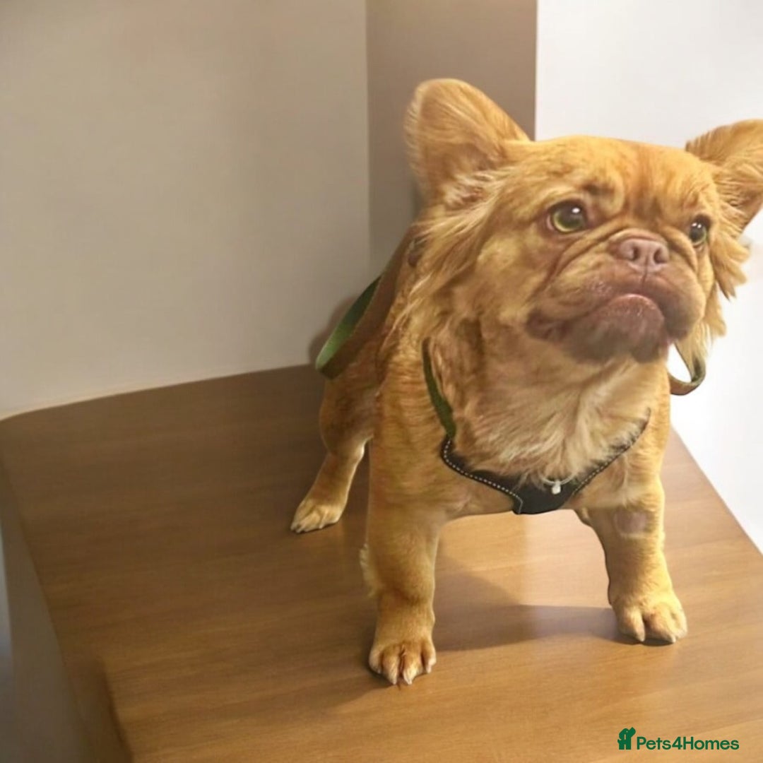 French Bulldog dogs for sale: Beautiful fluffy boys frenchie Puppies  - Advert 5