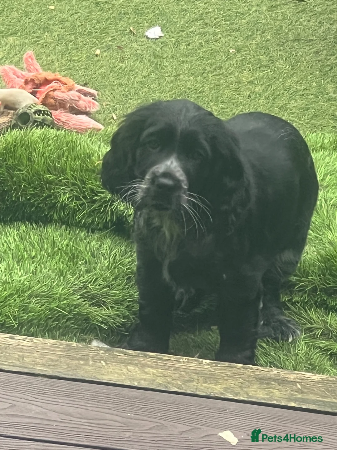 Cocker Spaniel dogs for sale: Cocker spaniel - show cocker - Advert 17