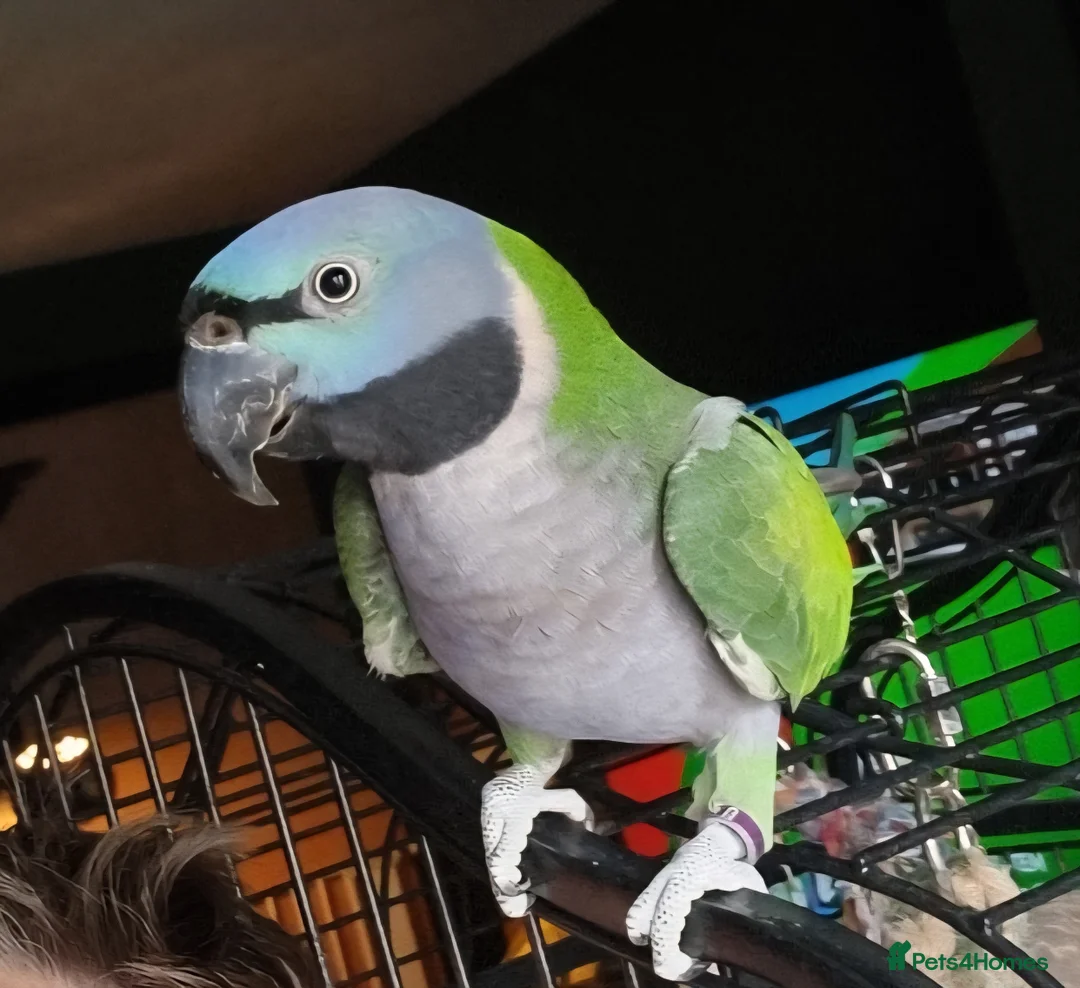 Parakeets birds for sale: Female lord derbyan parakeet  - Advert 1