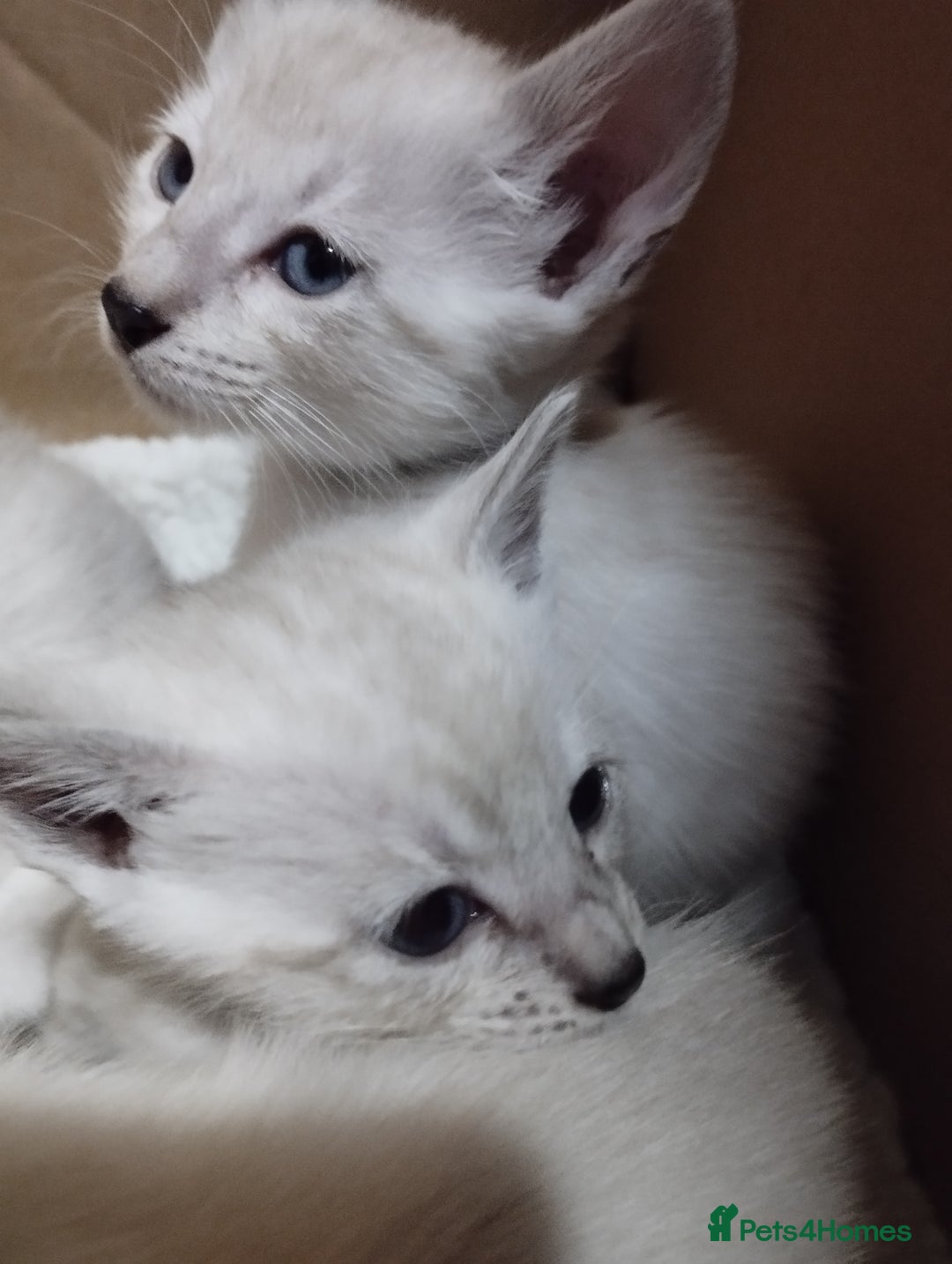 Siamese cats for sale: Absolutely EXCEPTIONAL Snow Kittens - Image 10