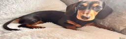 Miniature Dachshund dogs for stud: Male miniature dachshund - Advert 5