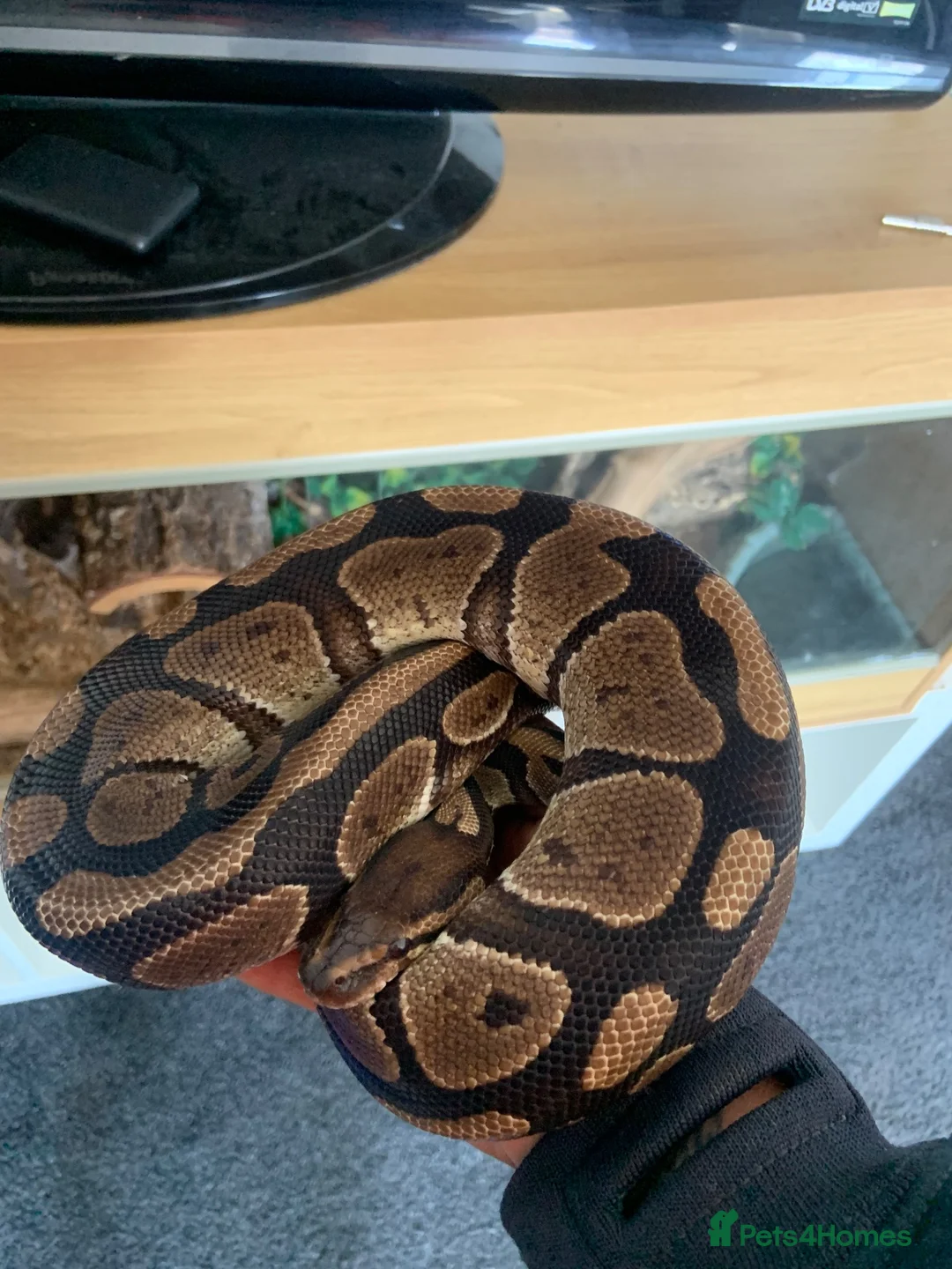 Python Snake reptiles for sale: Friendly python for sale with enclosure  - Advert 2