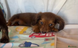 Miniature Dachshund dogs for sale: Miniature dachshund **updated  - Image 2