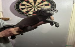 Staffordshire Bull Terrier dogs for sale: Clever Blue Staffordshire Bull Terriers For Sale - Image 5