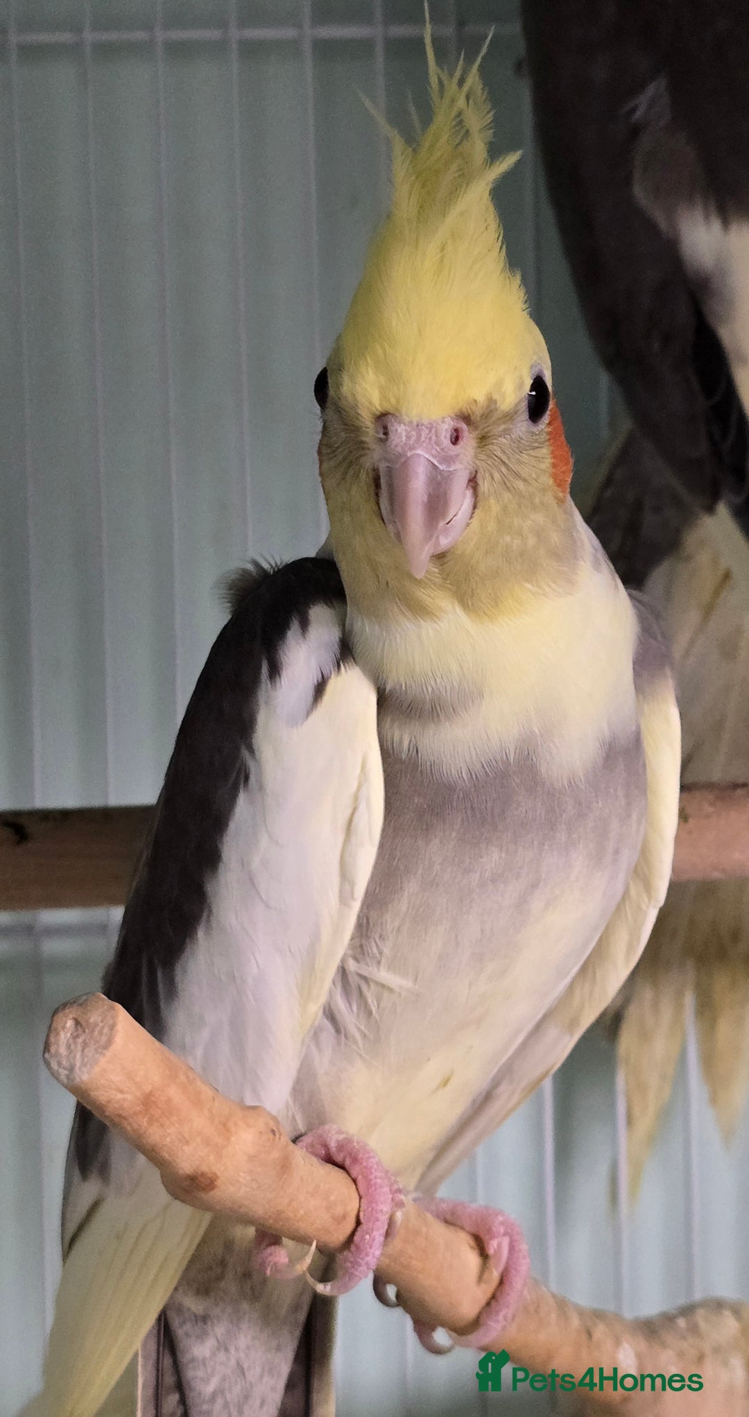 Cockatiels birds for sale: Beautiful Cockatiels & Kakarikis available now!!! - Advert 2