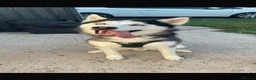 Siberian Husky dogs for sale: Dog for sale  in Isle of Lewis - Advert 2