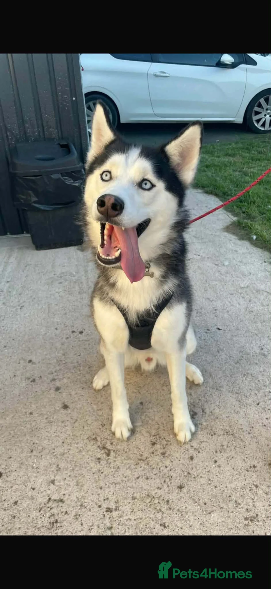 Siberian Husky dogs for sale: Dog for sale  in Isle of Lewis - Advert 2