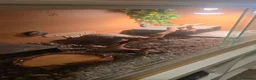 Leopard Gecko reptiles for sale: Female morph leaopard gecko and set up in Mountain Ash - Advert 3