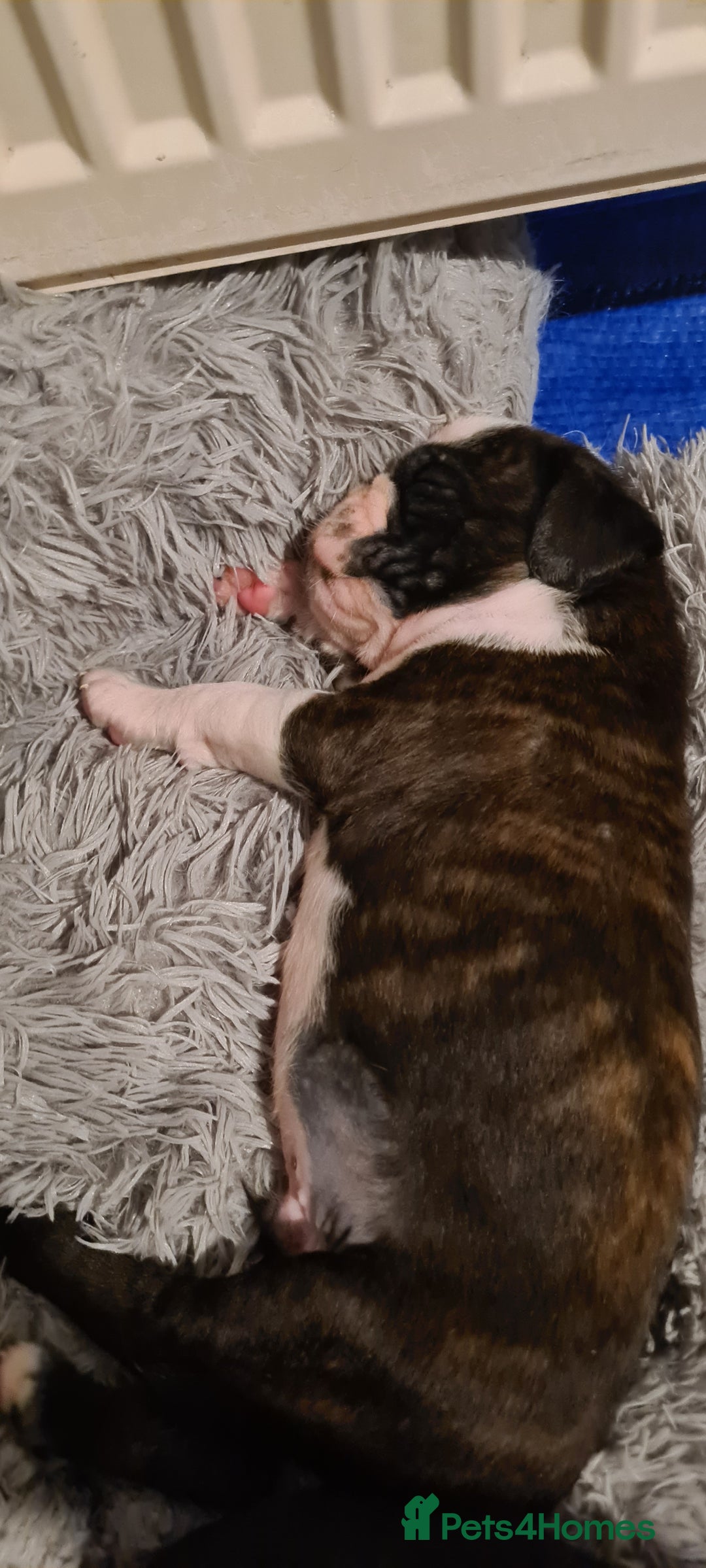 Boxer dogs for sale:  Puppies KC – Exceptional Champion Bloodlines 🐾 - Image 21