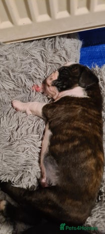 Boxer dogs - Advert 1