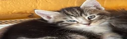 Ragdoll cats for sale: Kittens for sale - Advert 8