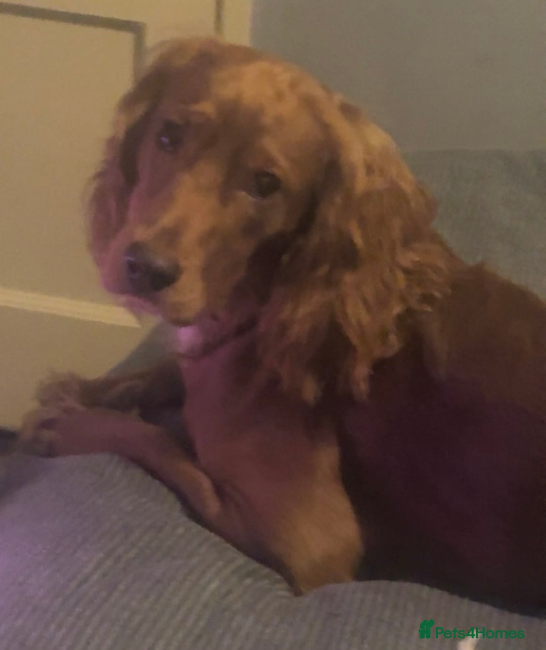 Sprocker dogs for sale: Stunning sprocker spaniel pups  - Image 7