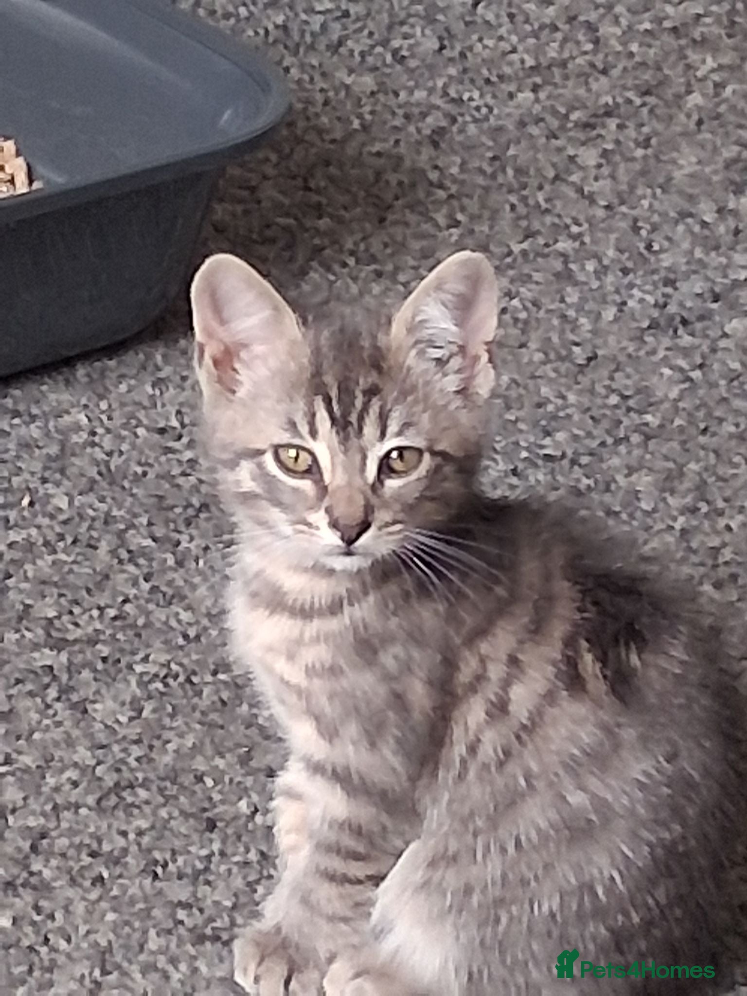 Mixed Breed cats For Sale - Advert 13