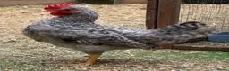 Chickens poultry for sale: POL Cream Legbards Hens, Pairs & Trios - Advert 3