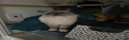 Ragdoll cats for sale: Gorgeous ragdoll kittens  - Advert 11