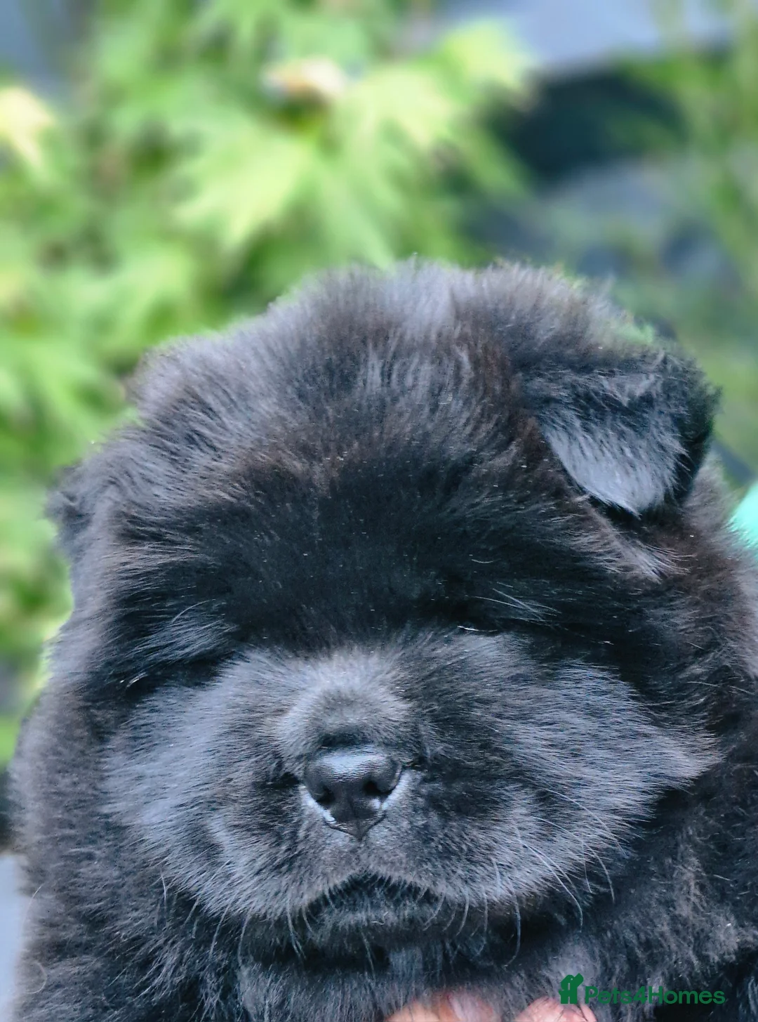 Chow Chow dogs for sale: Show stopping DWKC black male and female chow pup - Advert 2