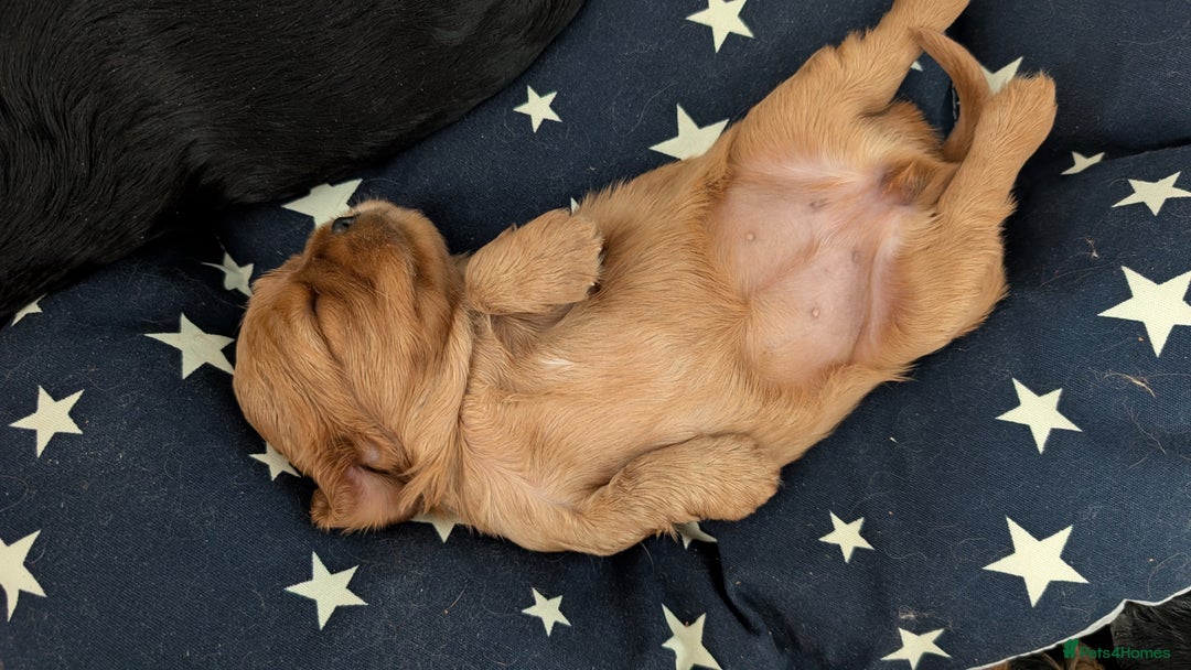 Cavalier King Charles Spaniel dogs for sale: Cavalier King Charles Spaniels beautiful pups - Image 9