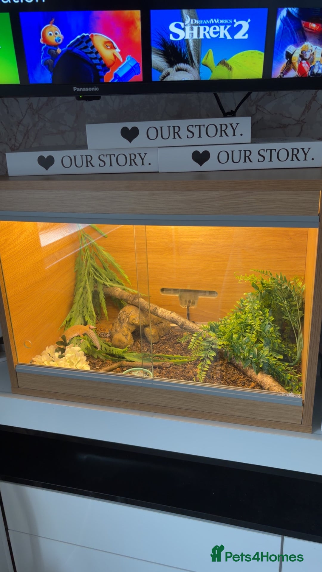 Leopard Gecko reptiles for sale: Leopard geckos (FULL SET UP) - Advert 4