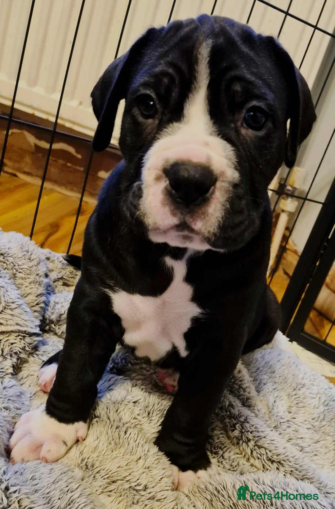 Cane Corso dogs for stud: Stud  - Advert 13