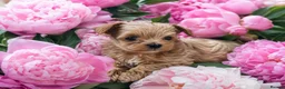 Maltipoo dogs for sale: Unique Love -Tiny Asian Maltipoo  - Advert 11